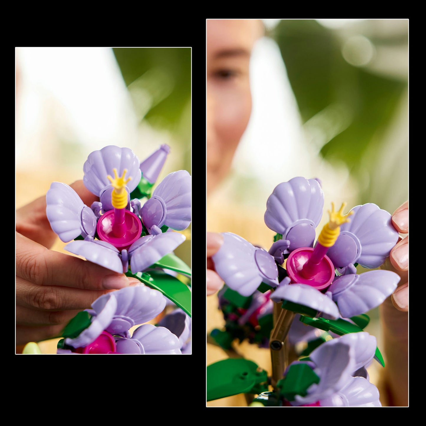 10372 Hibiscus
