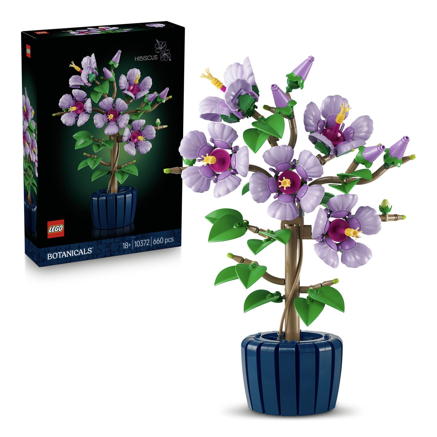 10372 Hibiscus
