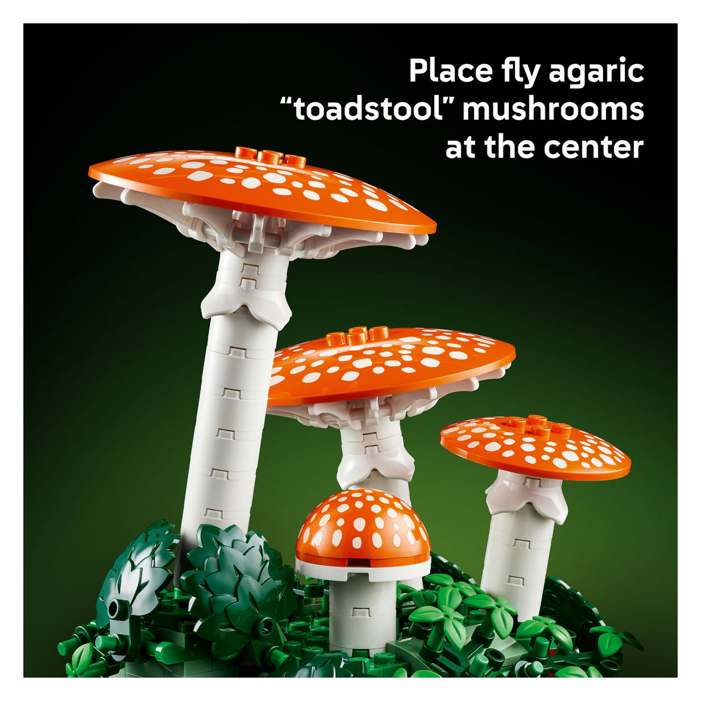 11505 Woodland Mushrooms