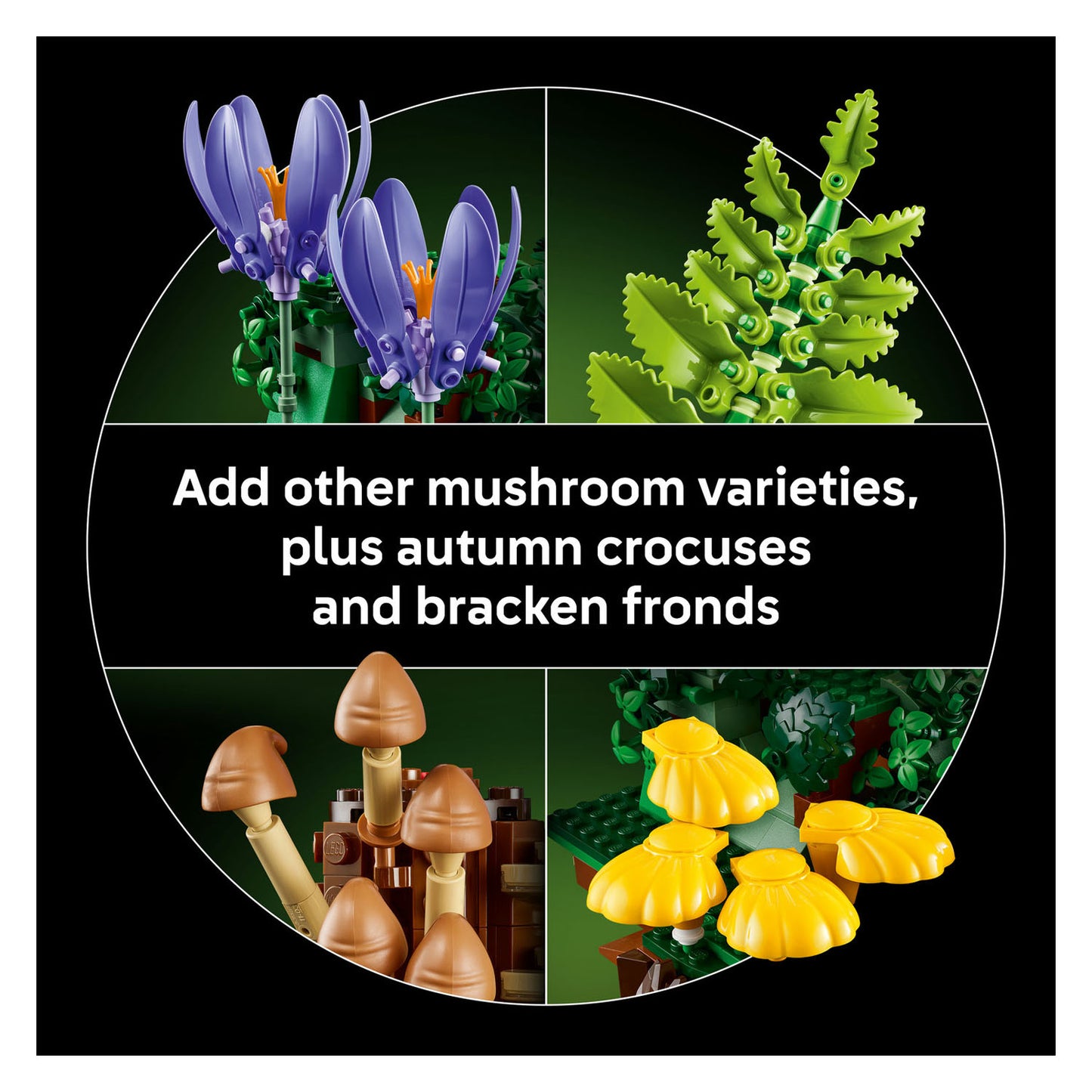 11505 Woodland Mushrooms