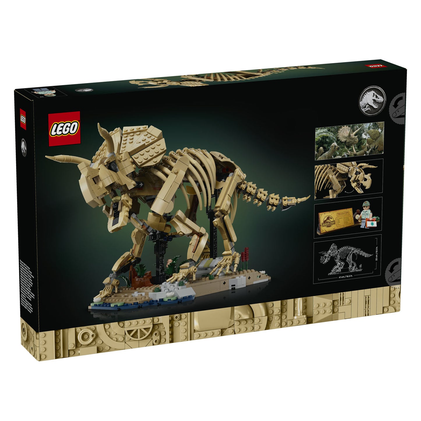 77985 Dinosaur Fossils: Triceratops