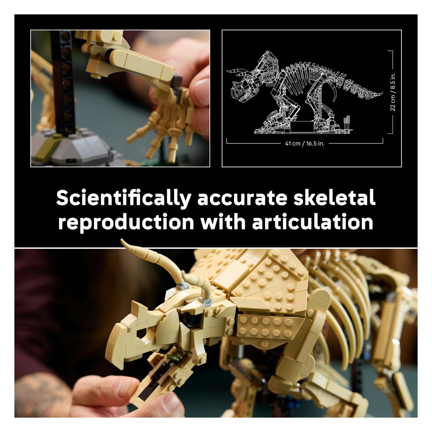 77985 Dinosaur Fossils: Triceratops