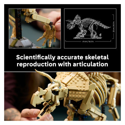 77985 Dinosaur Fossils: Triceratops