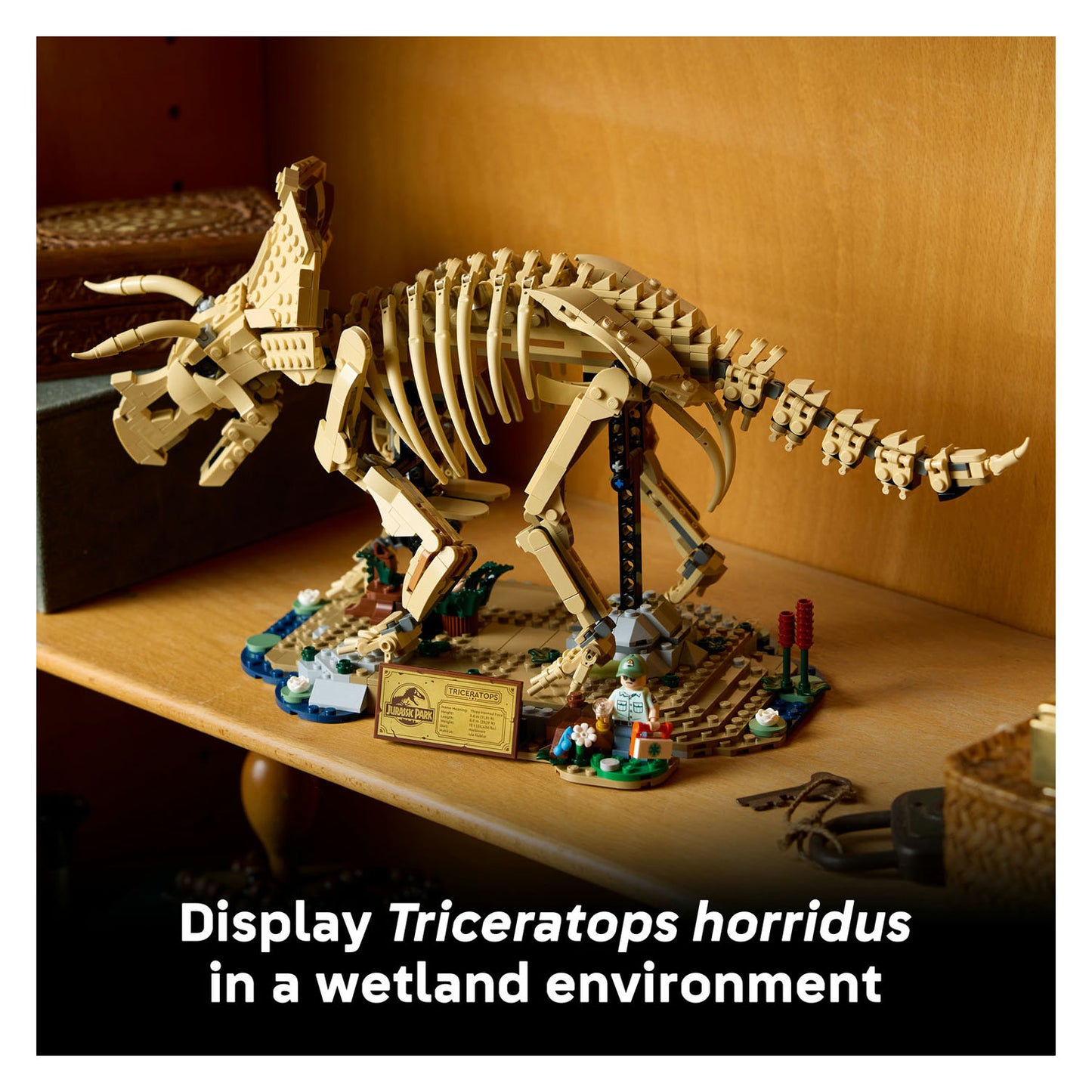77985 Dinosaur Fossils: Triceratops